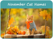 November Cat Names