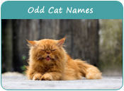 Odd Cat Names
