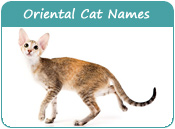 Oriental Cat Names