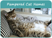 Pampered Cat Names