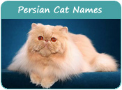 Persian Cat Names