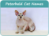 Peterbald Cat Names