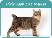 Pixie-Bob Cat Names