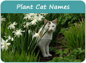 Plant Cat Names