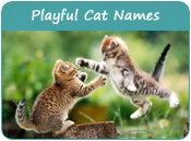 Playful Cat Names