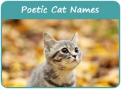 Poetic Cat Names