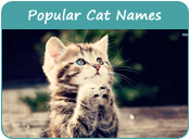 Popular Cat Names