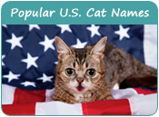 Top U.S. Cat Names