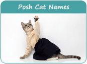 Posh Cat Names