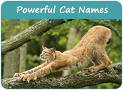 Powerful Cat Names