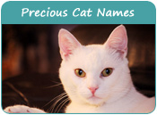 Precious Cat Names