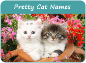 Pretty Cat Names