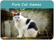 Pure Cat Names