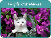 Purple Cat Names