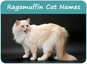 Ragamuffin Cat Names