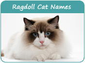 Ragdoll Cat Names