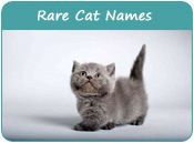 Rare Cat Names