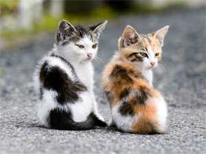 Sounding Twin Cat Names That Rhyming