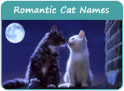 Romantic Cat Names