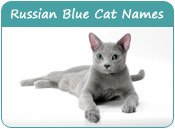 Russian Blue Cat Names