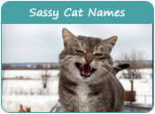 Sassy Cat Names