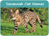 Savannah Cat Names