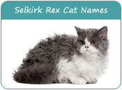 Selkirk Rex Cat Names