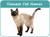 Siamese Cat Names