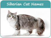 Siberian Cat Names