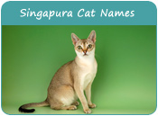 Singapura Cat Names