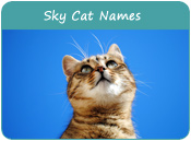 Sky Cat Names