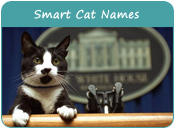 Smart Cat Names