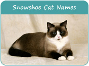 Snowshoe Cat Names