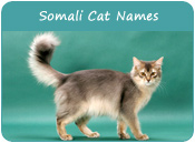 Somali Cat Names