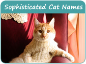 Sophisticated Cat Names