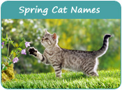 Spring Cat Names