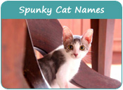 Spunky Cat Names