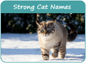 Strong Cat Names