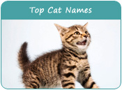 Top Cat Names