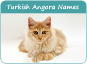 Turkish Angora Cat Names