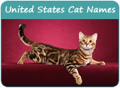 United States Cat Names