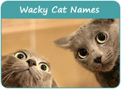 Wacky Cat Names