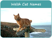 Welsh Cat Names