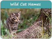 Wild Cat Names, Names for Naughty and Wild Kittens, Page 1