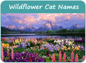 Wildflower Cat Names