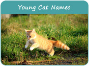 Young Cat Names