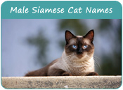 Male Siamese Cat Names