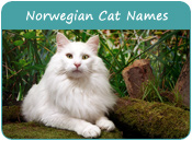 Norwegian Cat Names