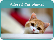 Adored Cat Names