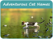 Adventurous Cat Names
